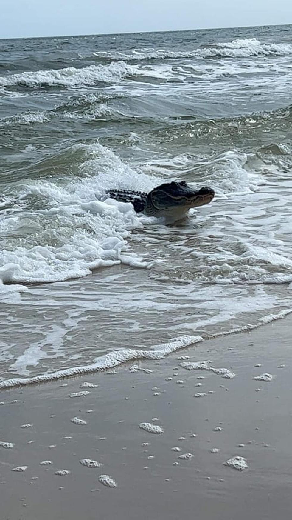 Alabama Beach Goers Terrified After Giant Gator Surfs Ashore