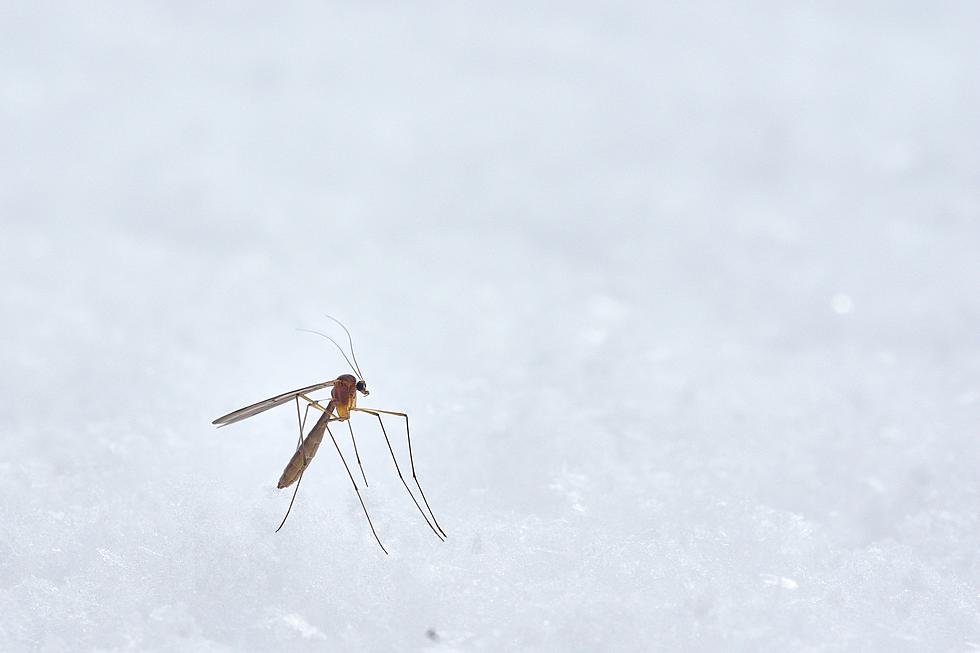 Deadly Mosquito Virus Found In Alabama