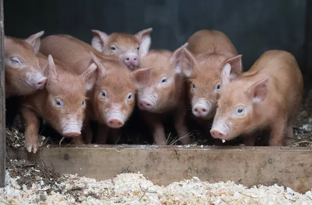 Piglets Saved From Fire Come Full Circle
