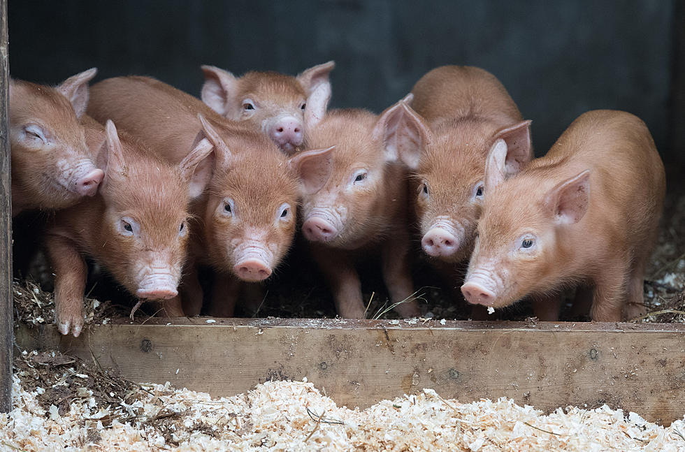 Piglets Saved From Fire Come Full Circle