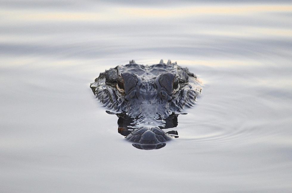 Gator Lurking In Floodwater Attacks Man In Front Of Wife