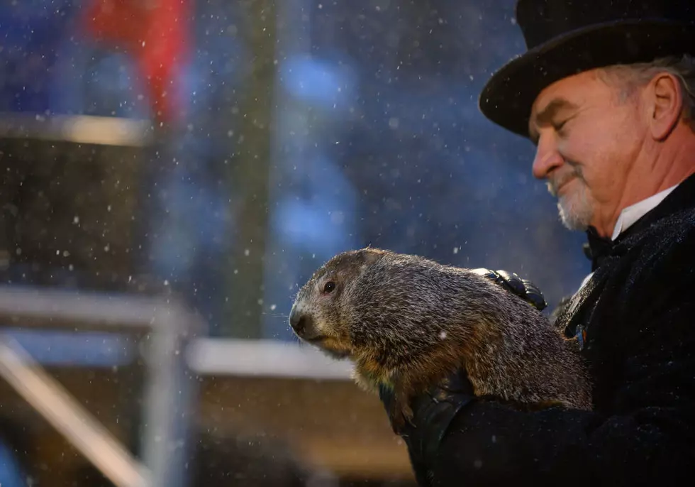 How Many More Weeks of Winter? Punxsutawney Phil Prediction Is In