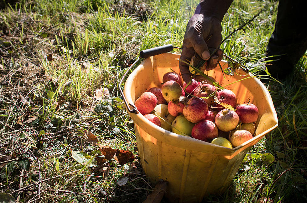 Apple Picking Season: Here are the Best Apple Picking Spots Near Tuscaloosa, Alabama
