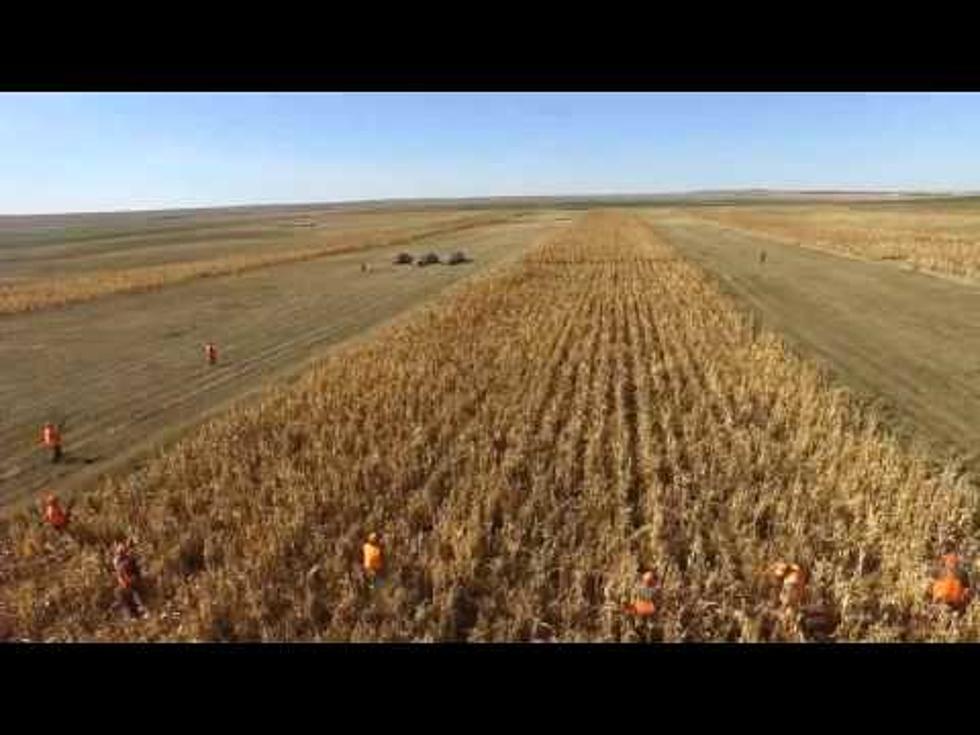 See What Pheasant Hunting in South Dakota Looks Like from a Drone’s Perspective