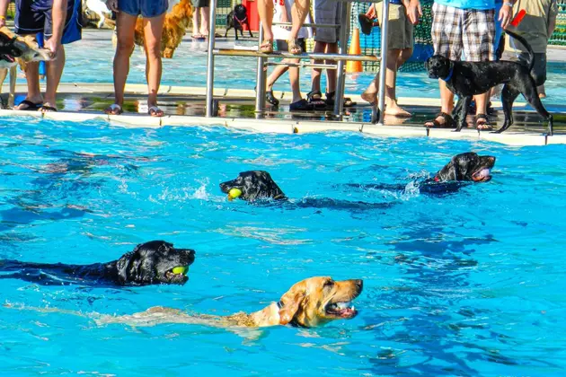Can Dogs Swim in Sioux Falls City Pools?