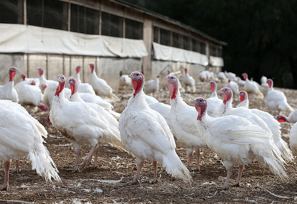 Avian Flu Outbreak in South Dakota & Minnesota Turkey Farms