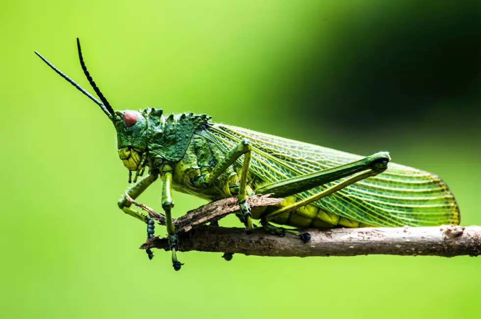 Bugs &#038; Insects You Can Eat in Minnesota, South Dakota, Iowa