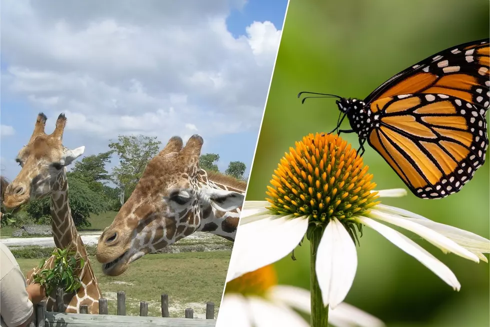 Sioux Falls Great Plains Zoo & Butterfly House Merge