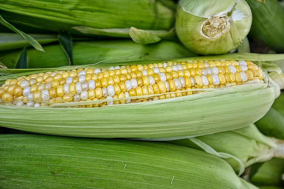 Does Sweet Corn In Iowa Have the Same Number Of Rows On Each Ear?