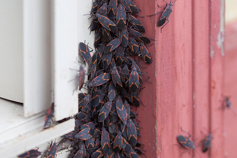 The Fall Boxelder Bug Invasion is Coming