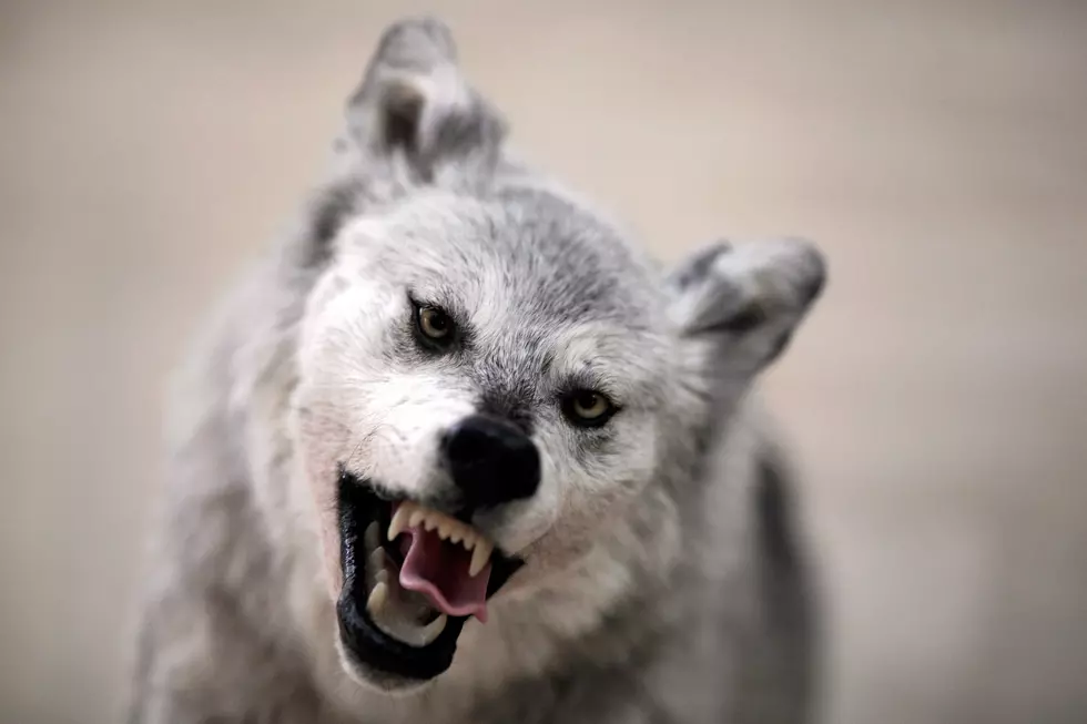 Meet the Dog that Really Hates ‘Twilight’ [VIDEO]