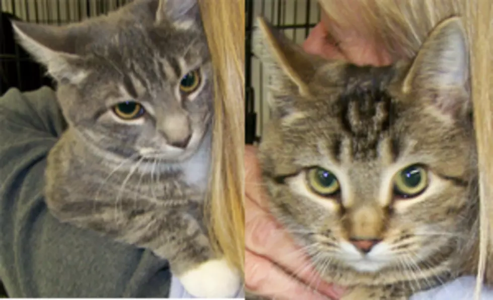 Here’s the I-95/Hancock Cty. SPCA “Pets of the Week”!
