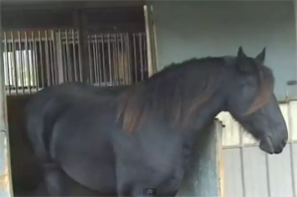 The “Video Of The Day”, Features a Very Crafty Horse!