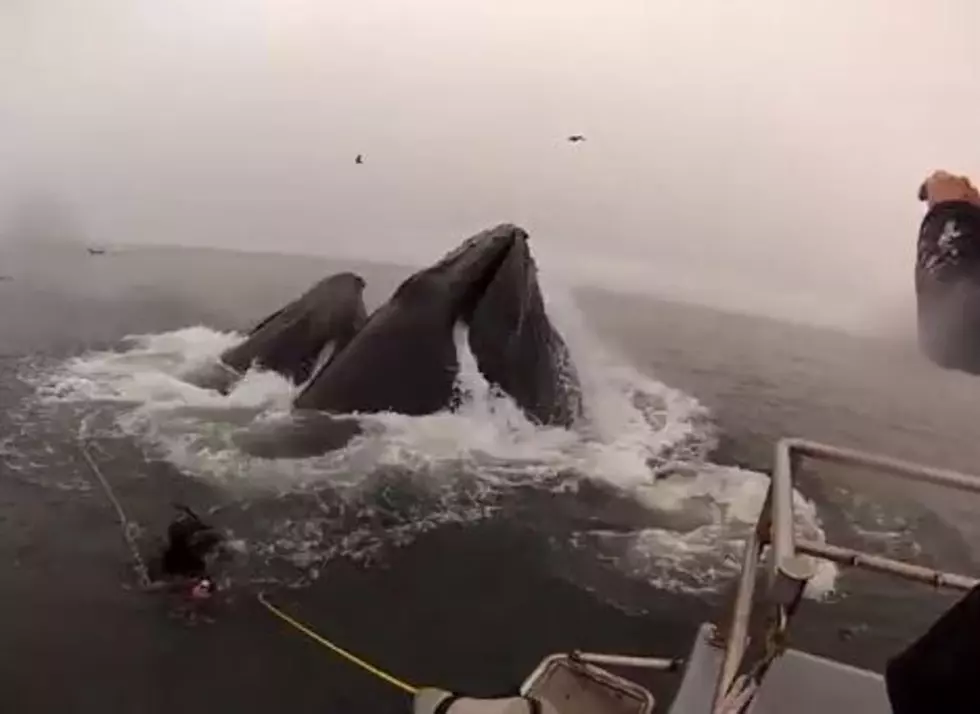 Divers Close Call With Hungry Whales [VIDEO]