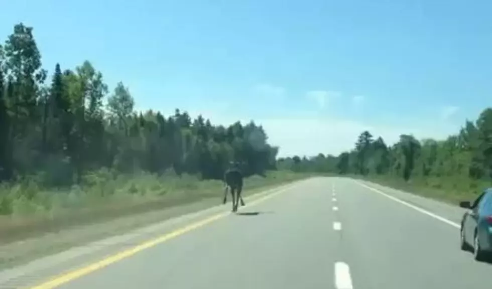 Moose On The Loose! Drive Carefully. [VIDEO]