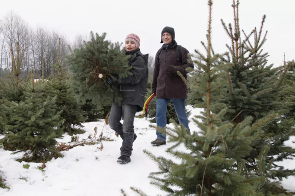 Farms Where You Can Cut a Christmas Tree Near Bangor, Maine