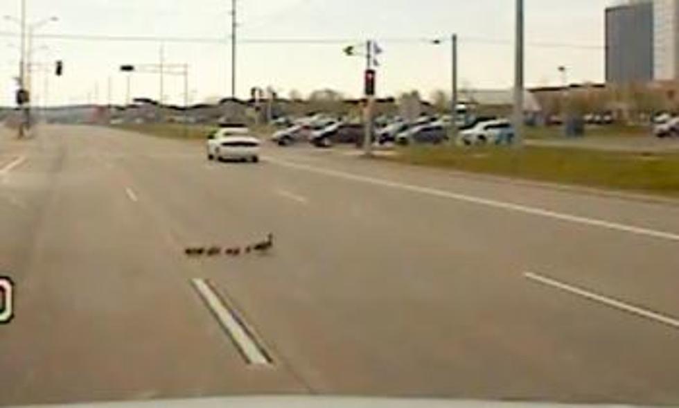 Make Way For Ducklings! [VIDEO]