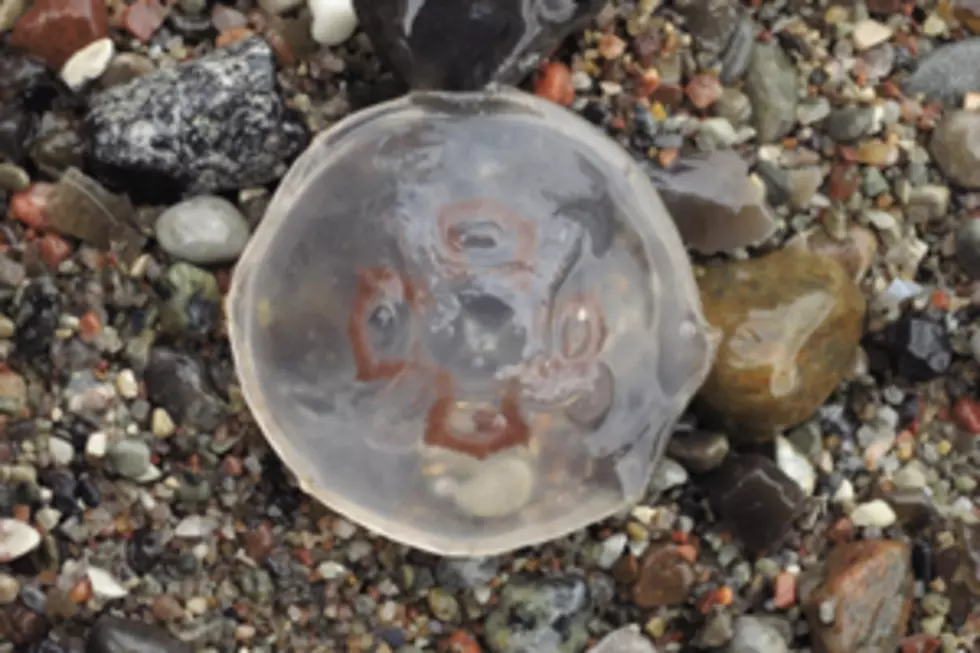 Jellyfish Invade Southern Maine