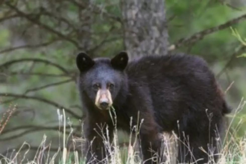 Maine&#8217;s Bear Hunting Season Has Started [POLL]