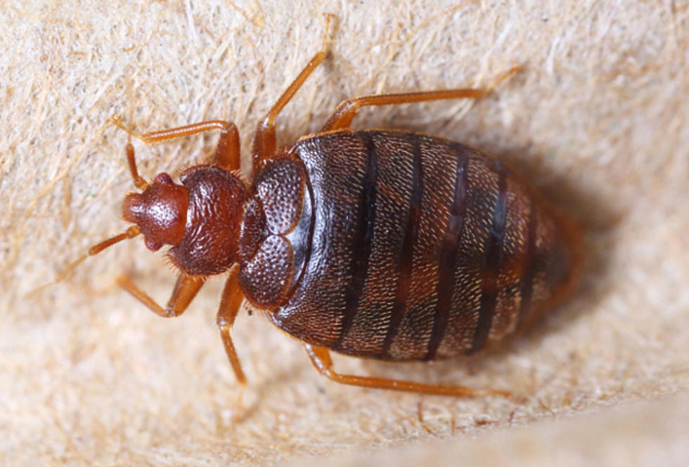 Beware Of Bed Bugs [INFO + POLL]