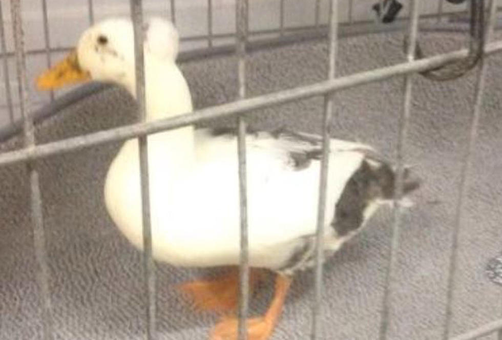Lost Belfast Duck Is Claimed [PHOTO]