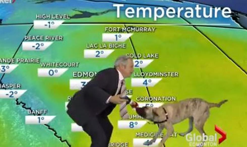 High Pressure Moves In As Ripple The Dog Helps On Air Weatherman [VIDEO]