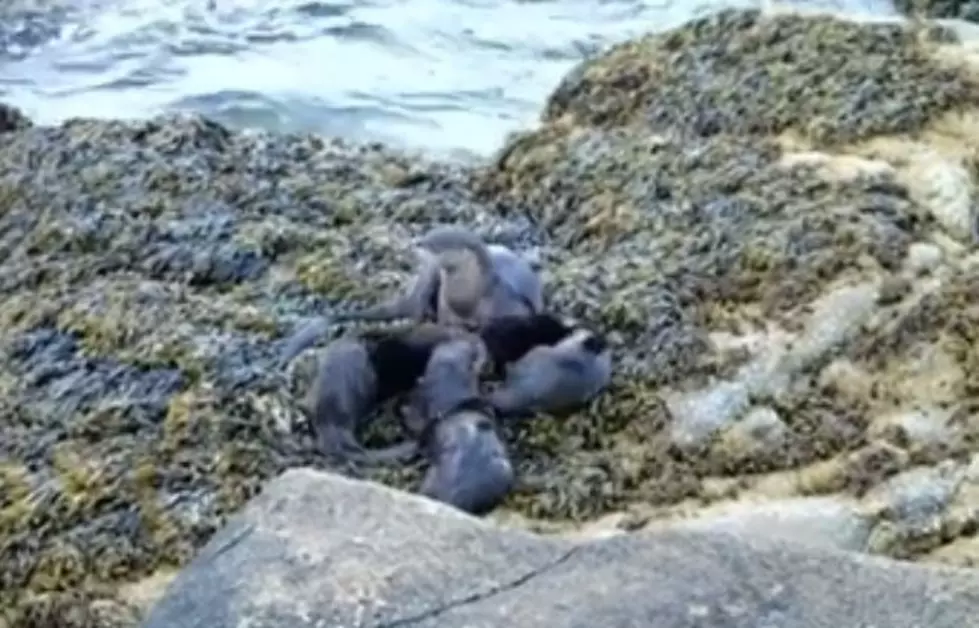 Family Of Otters Play On Schoodic Point [VIDEO]