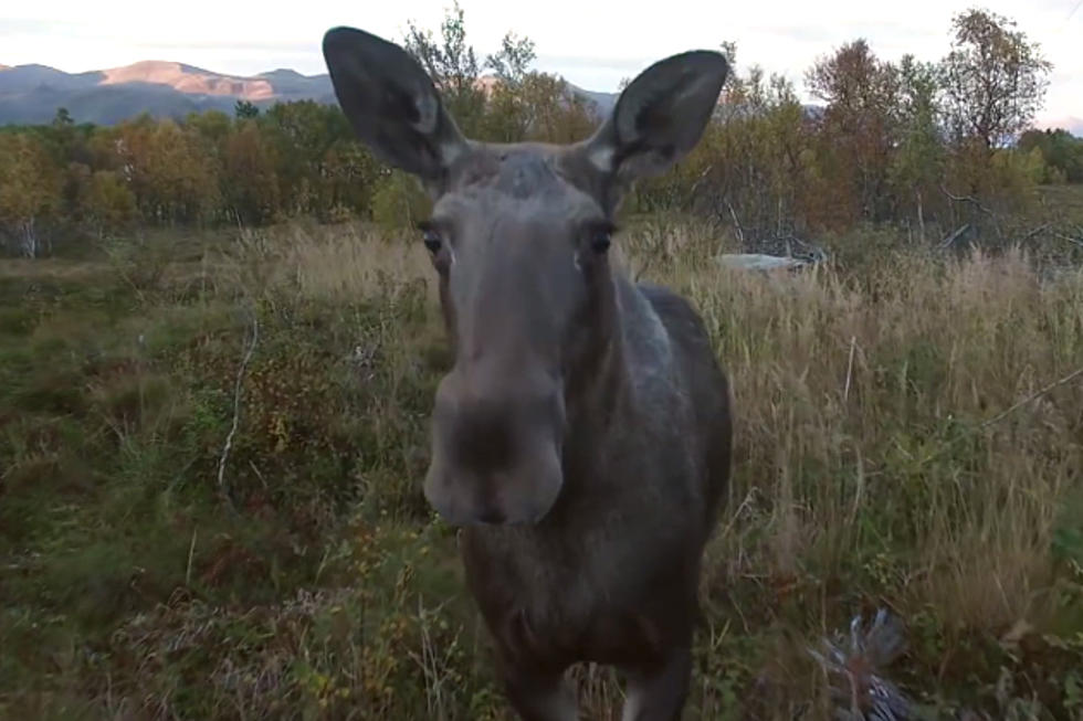 Curious Moose Checks Out Drone