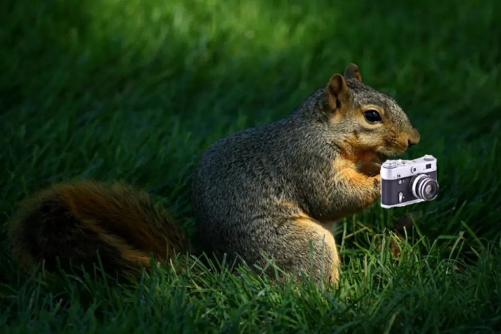 Squirrel Steals Camera, Will Steal Your Heart