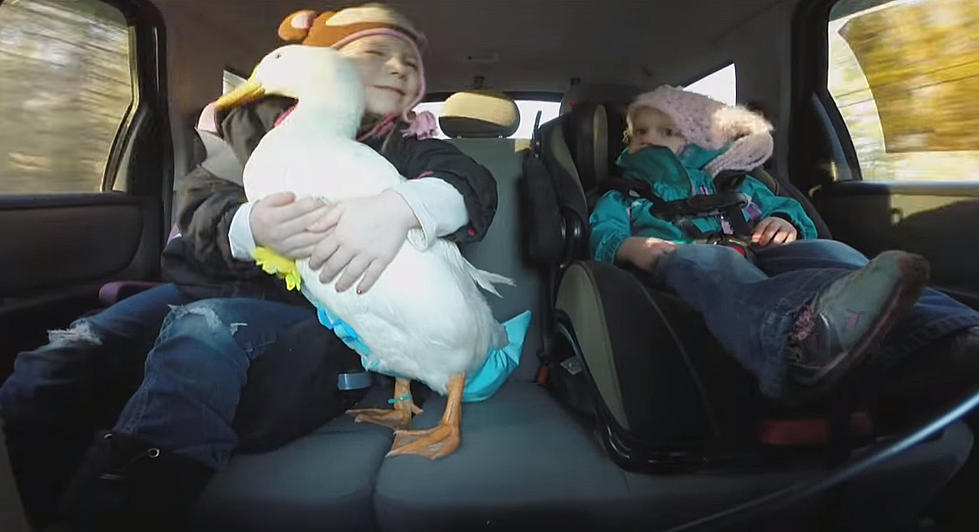 CBS Evening News Features Maine Girl + Her Duck [VIDEO]