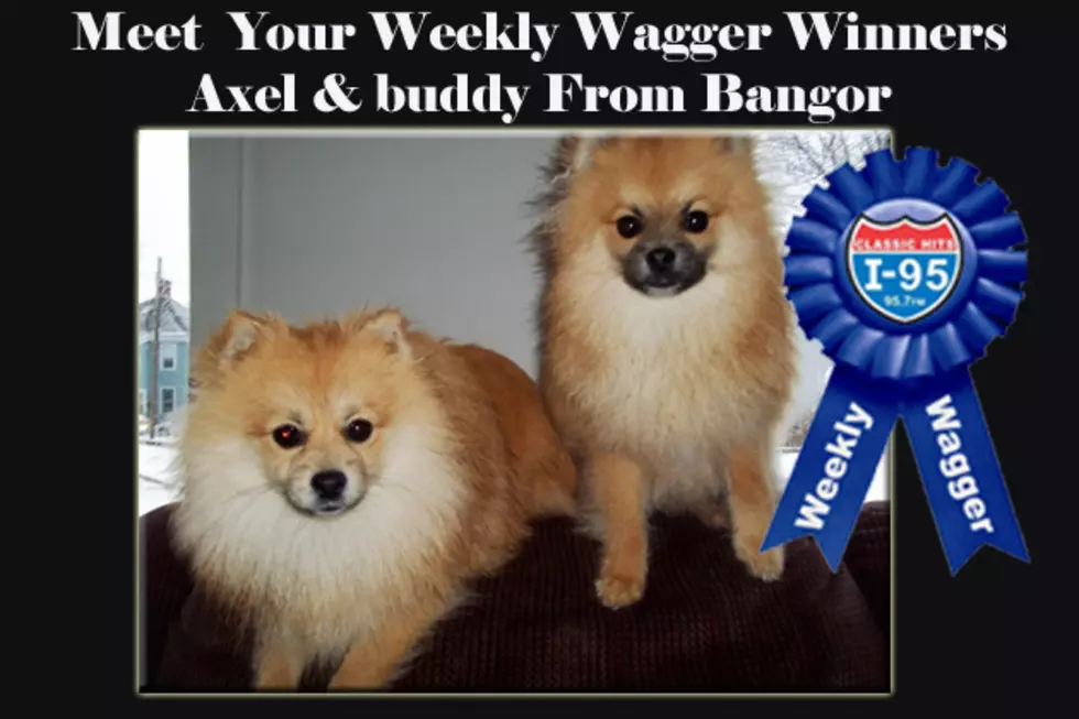Vote for the Weekly Wagger!