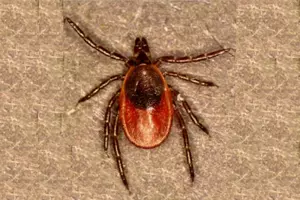 Even More Reasons Now To Be Tick Free Naturally This Summer [Update]