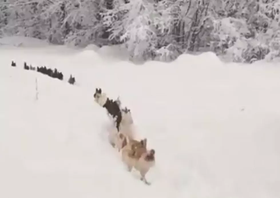 Snow Causes Chicken Traffic Jam [VIDEO]