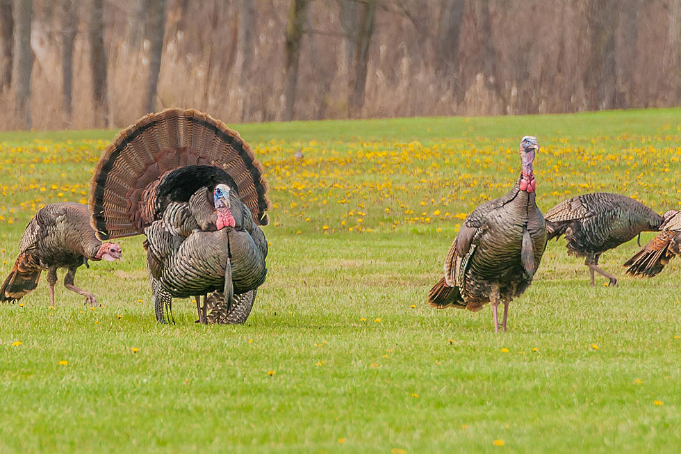 Turkey Home Invasion Is A Little Thanksgiving Payback