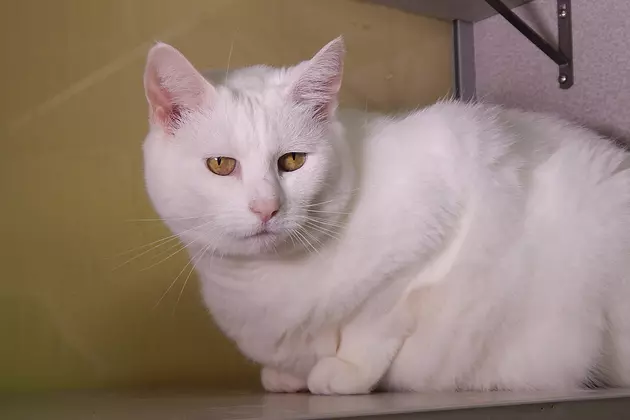 Snow White Bianca Is Available For Adoption Now At SPCA Of Hancock County