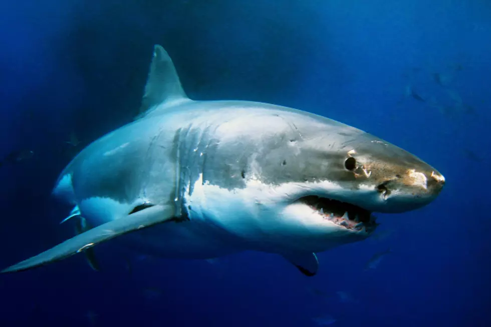 Website Lets You Track Sharks Off The Coast Of Maine!