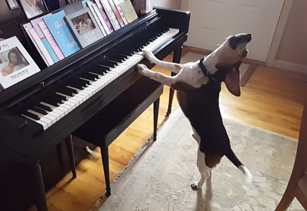 WATCH This Beagle Dog Play And Sing Almost On Key [VIDEO]
