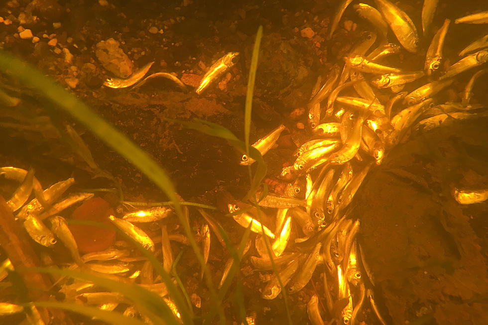 Tens Of Thousands Of Baby Fish Die This Week In Ellsworth’s Union River [VIDEO]