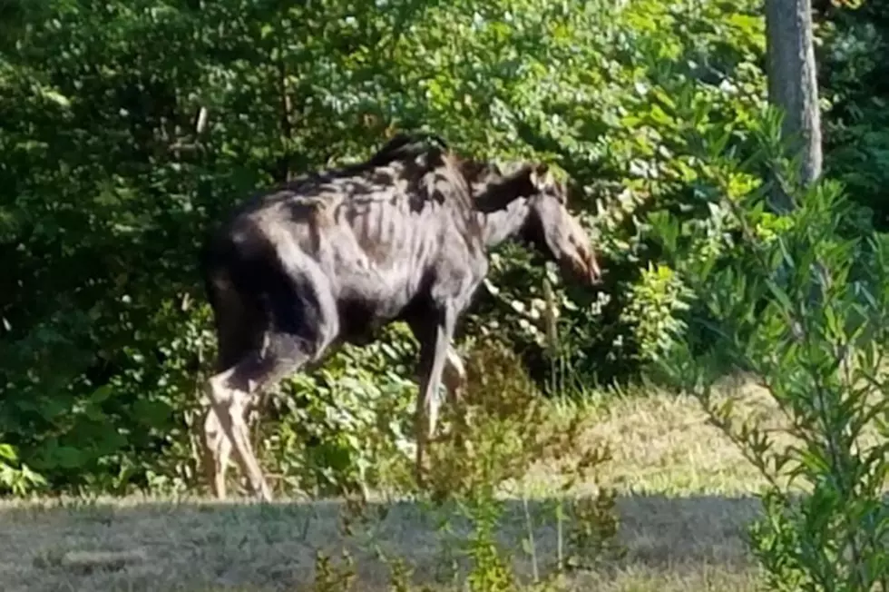 Moose In Bad Shape Wandering In Ellsworth Area
