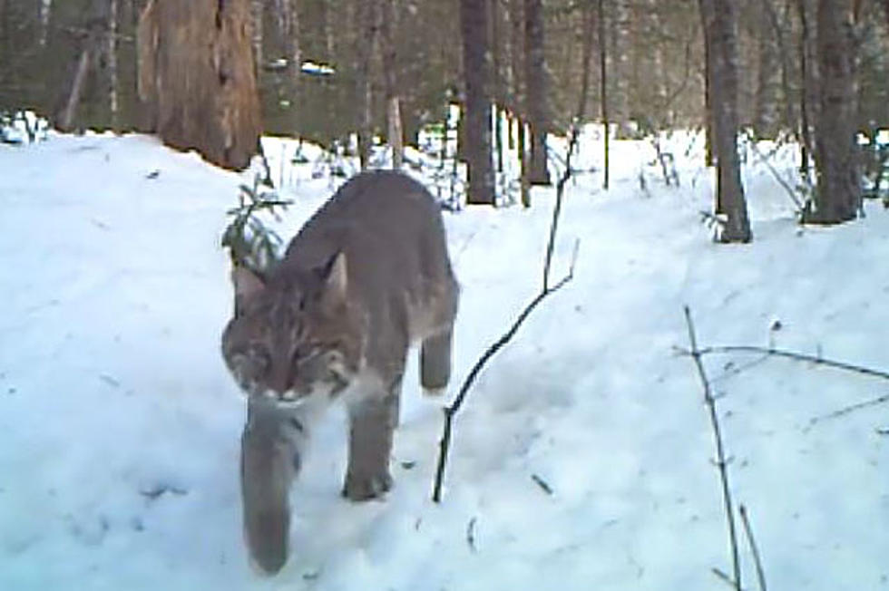 WATCH What Lurks In The Woods In This New Hampshire Trail Cam VIDEO