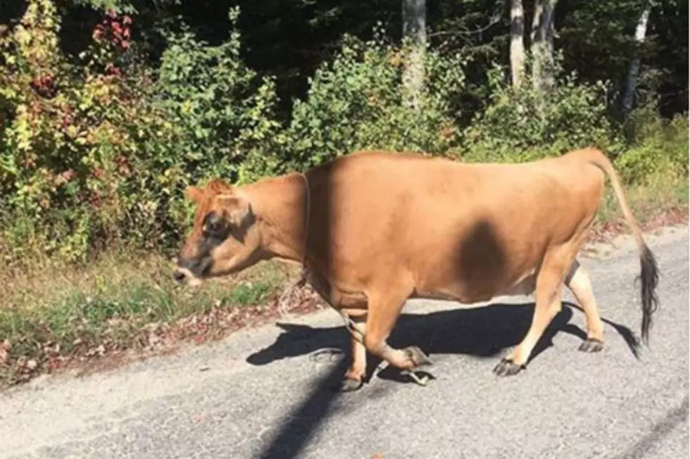 Bull On The Loose In Harrington Causes Weekend Mayhem