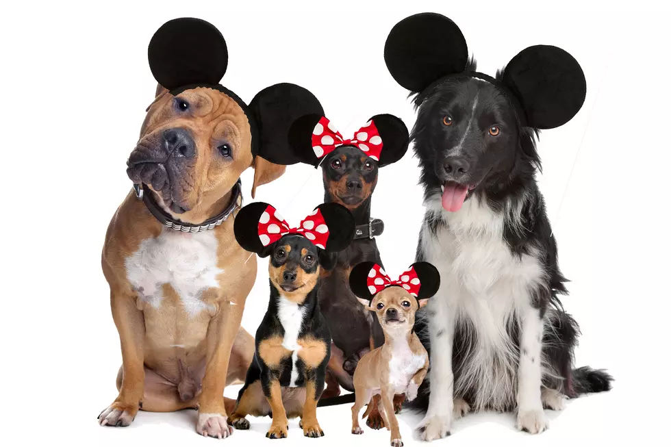 Disney Is Going To The Dogs &#8211; Literally
