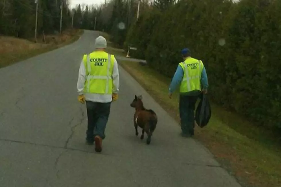 Northern Maine Goat Decides To Help Inmates With Outside Work Detail