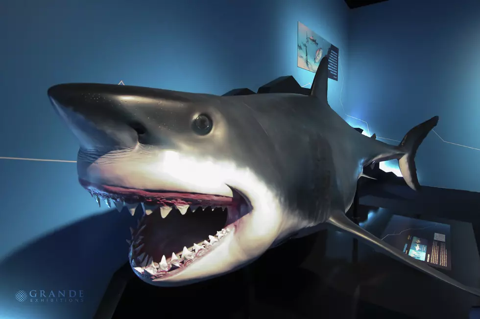 Portland Science Center Announces Planet Shark: Predator Or Prey