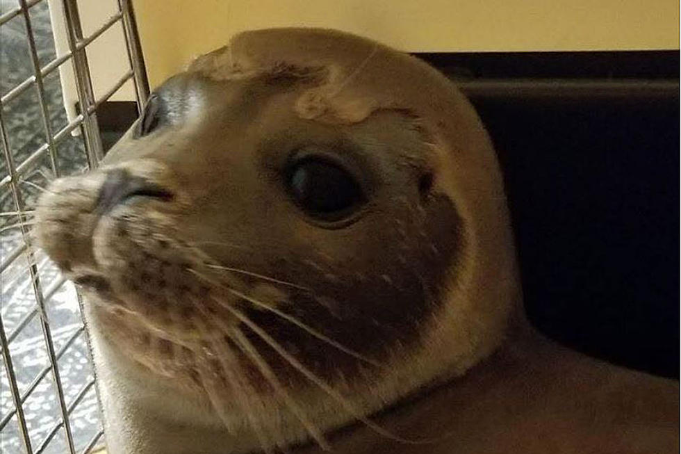Harbor Seal Found Six Miles From Ocean In Pizza Restaurant Parking Lot