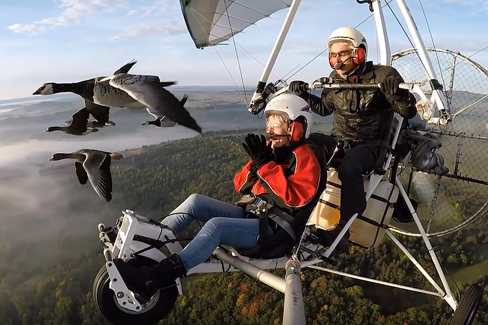 French Pilot Takes You Flying With The Birds [VIDEO]
