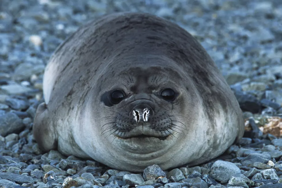 Leave Beached Seals Here In Maine Alone