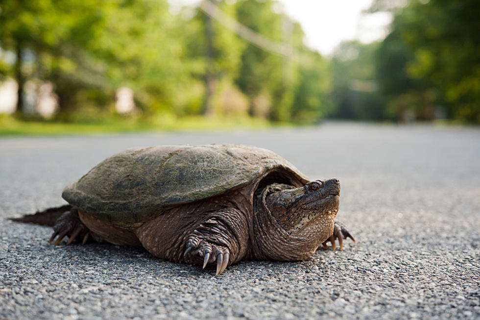Here&#8217;s How To Move A Maine Snapping Turtle Out Of The Road
