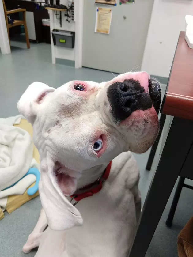 Duke Is So Very Likeable, And He&#8217;s The SPCA Of Hancock County Pet Of The Week