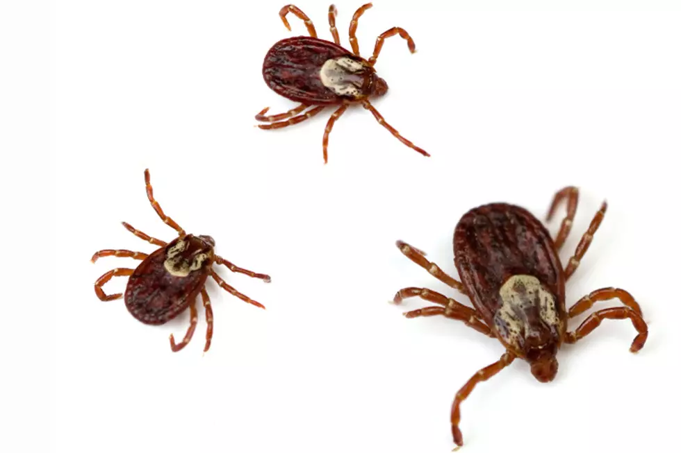 Tick Season Is Here Again. Here’s What You Can Do.